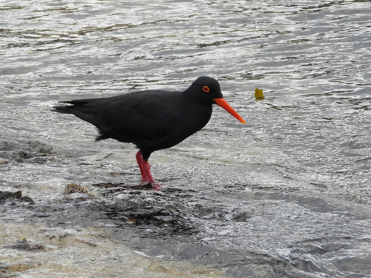 アフリカクロミヤコドリ - ML645605718