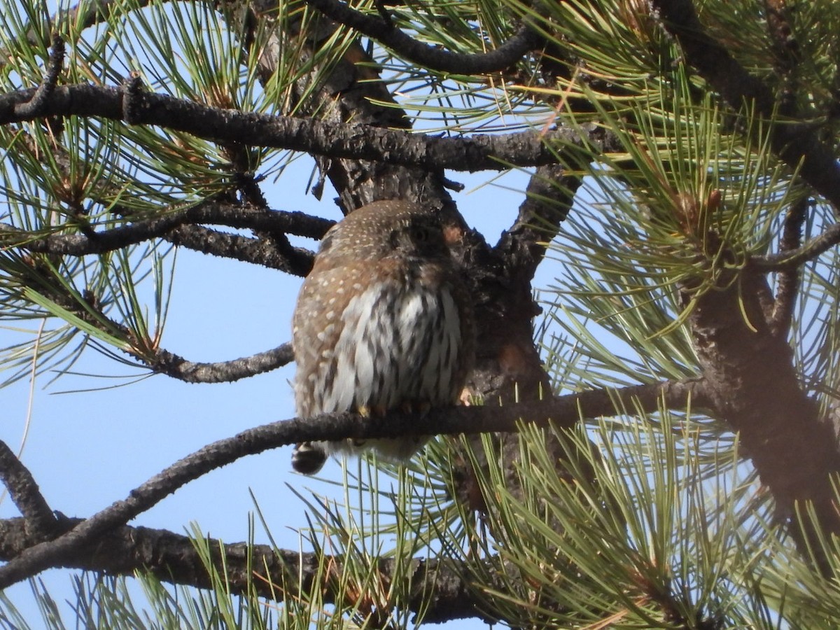 ロッキースズメフクロウ - ML645605719