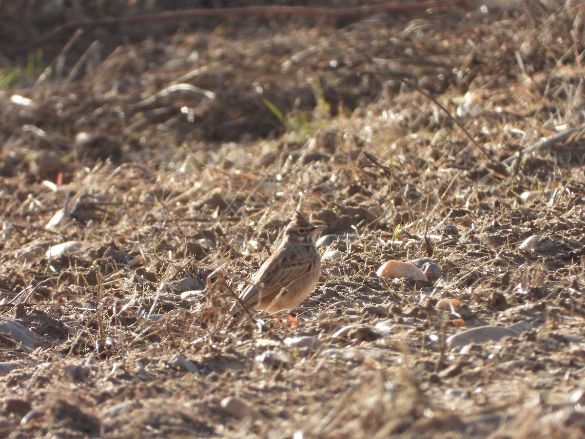 カンムリヒバリ - ML645605722