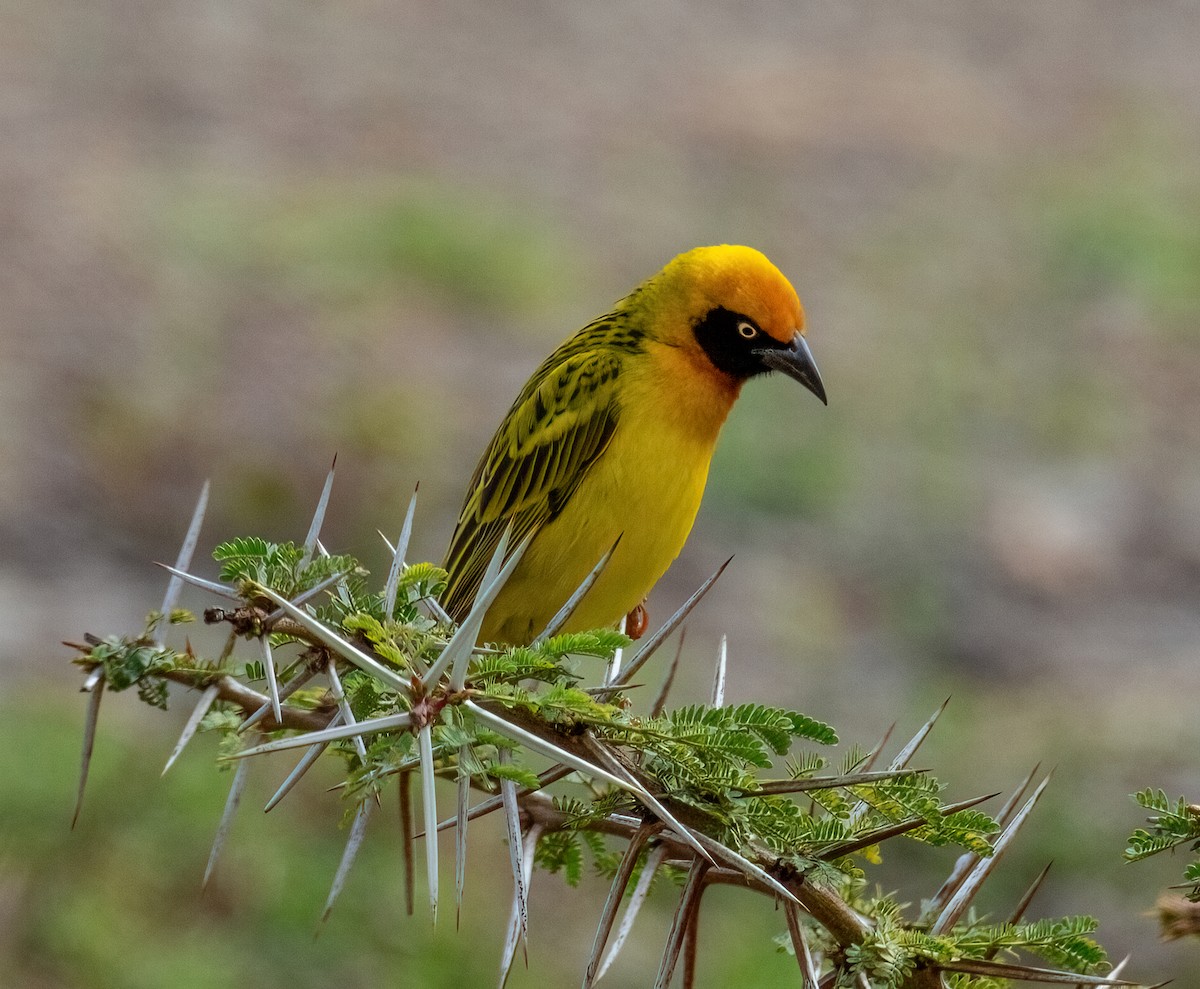 カオグロウロコハタオリ - ML645605723