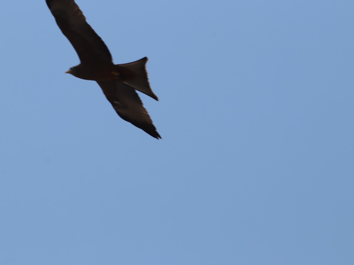 トビ - ML645605724