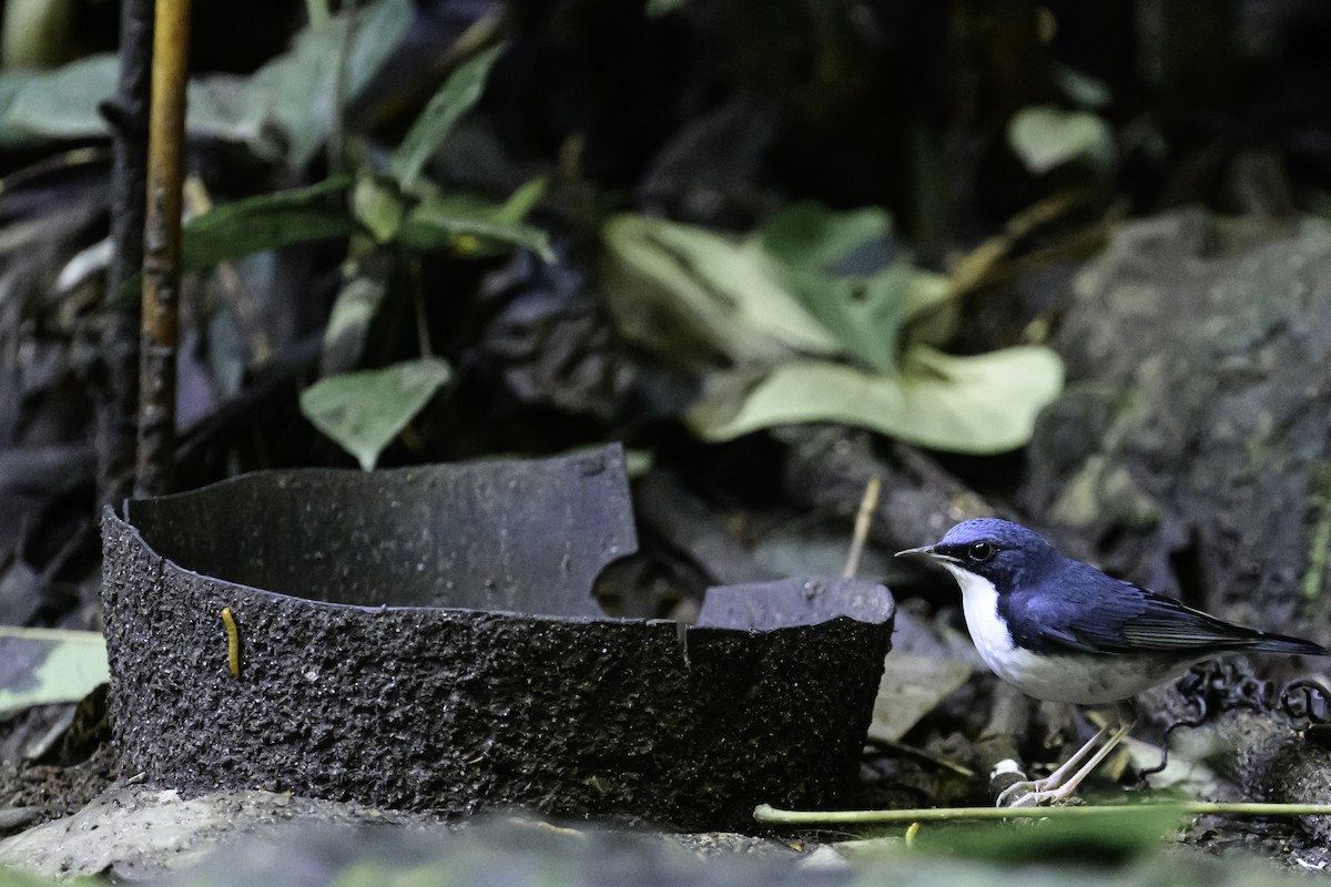 コルリ - ML645605725