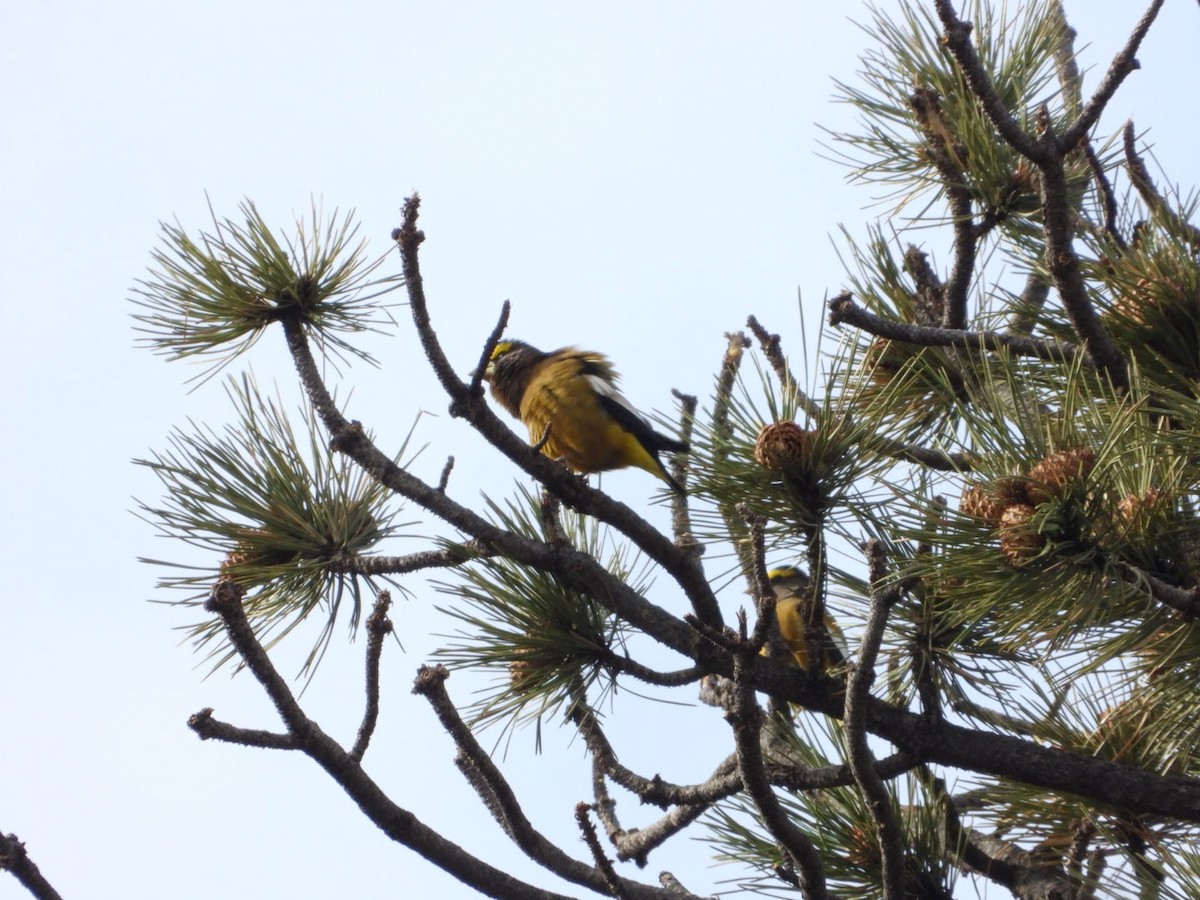 キビタイシメ - ML645605731