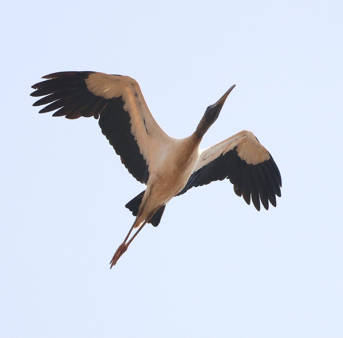 アメリカトキコウ - ML645605733