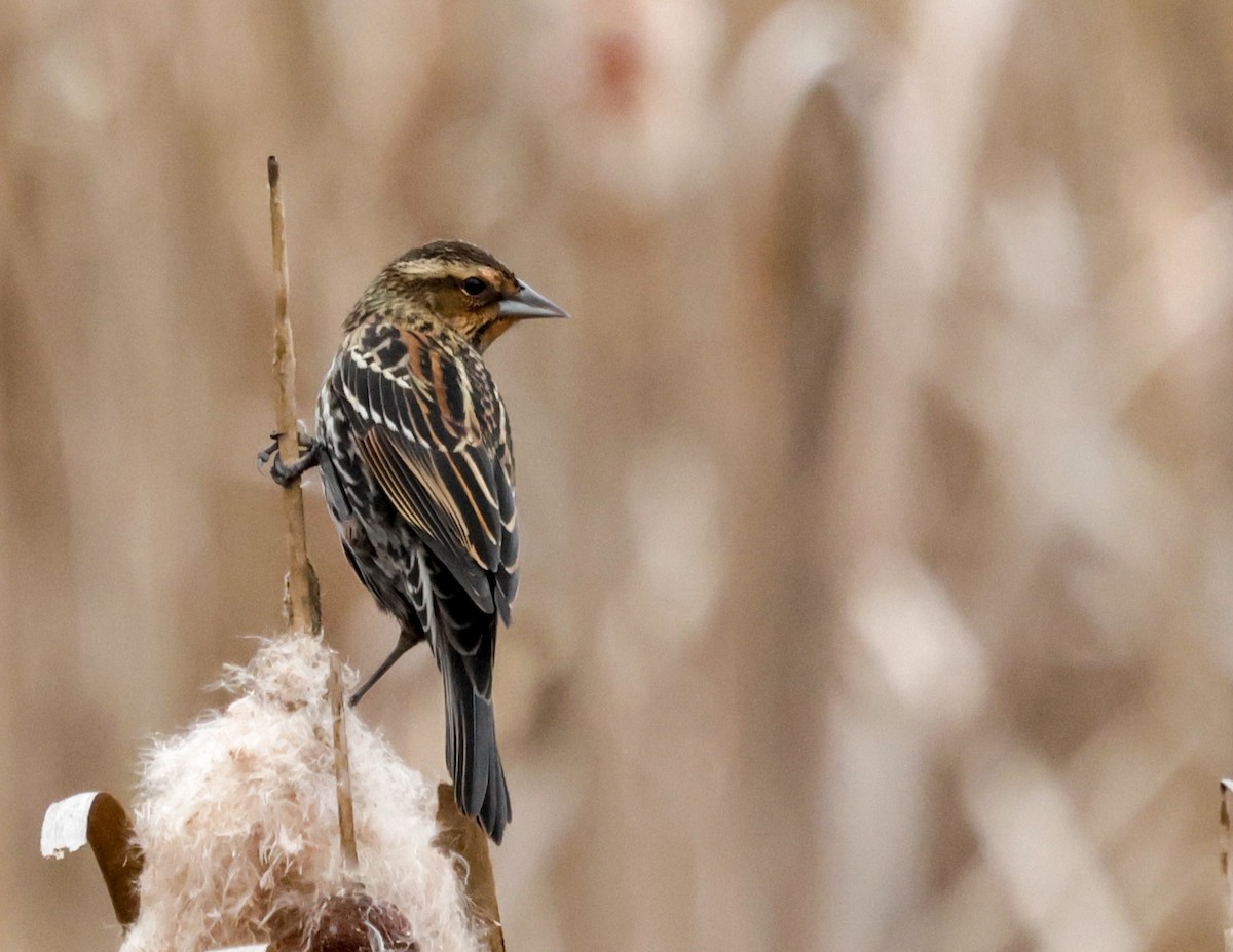 ハゴロモガラス - ML645605735