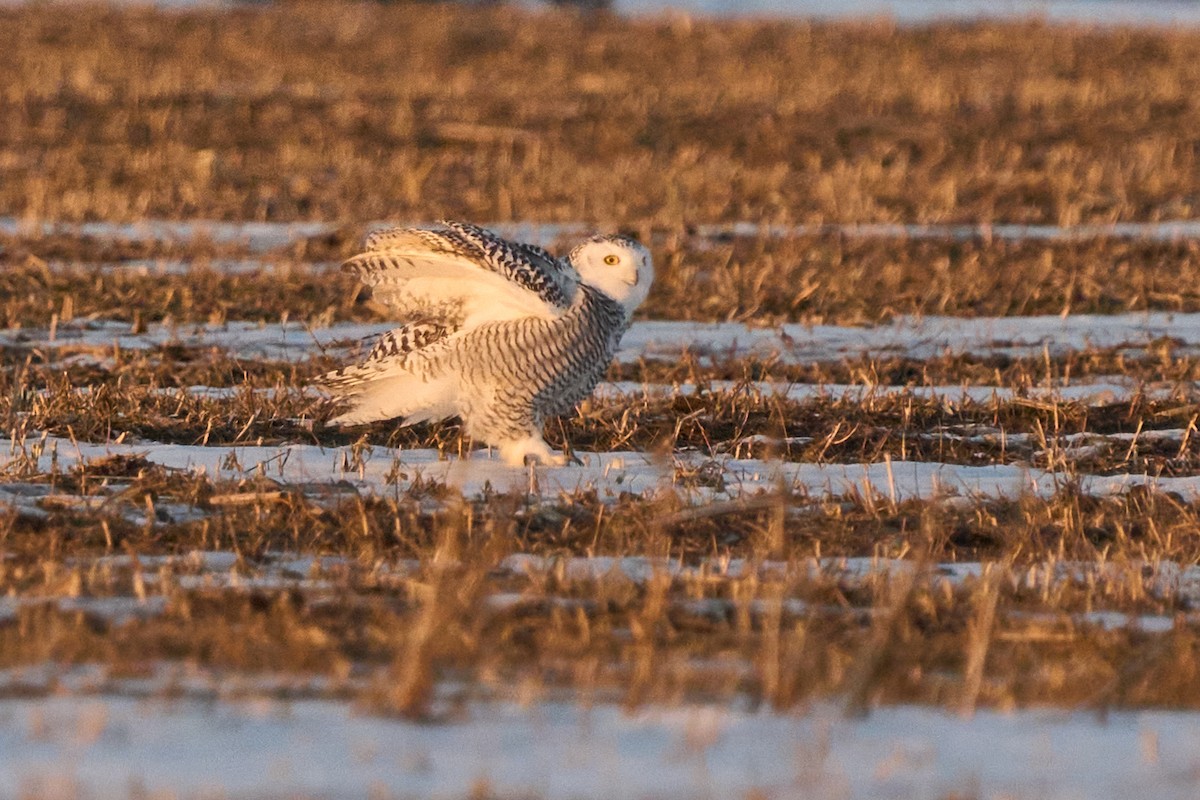 Snowy Owl - ML645605742