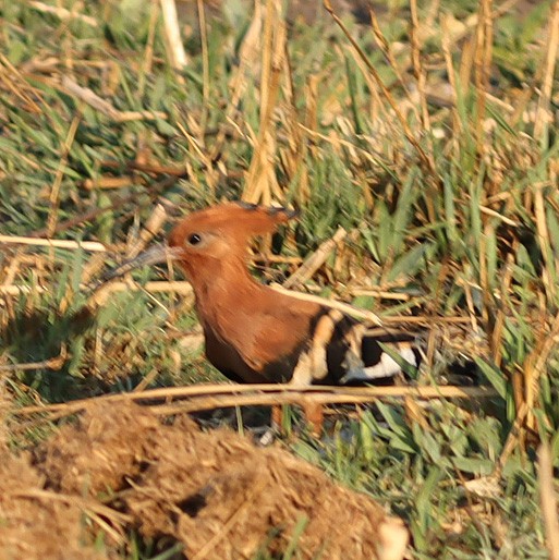Common Hoopoe - ML645605747