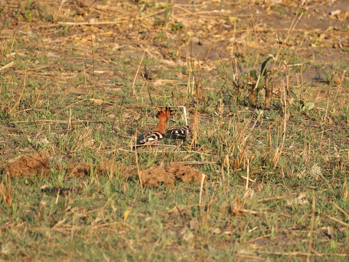 Common Hoopoe - ML645605748