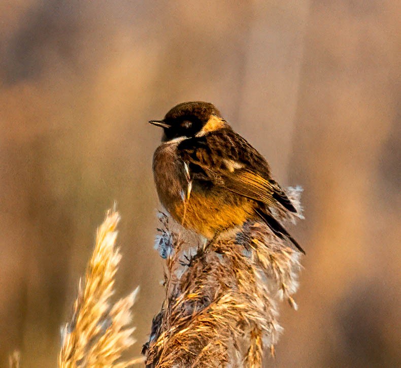 European Stonechat - ML645605753