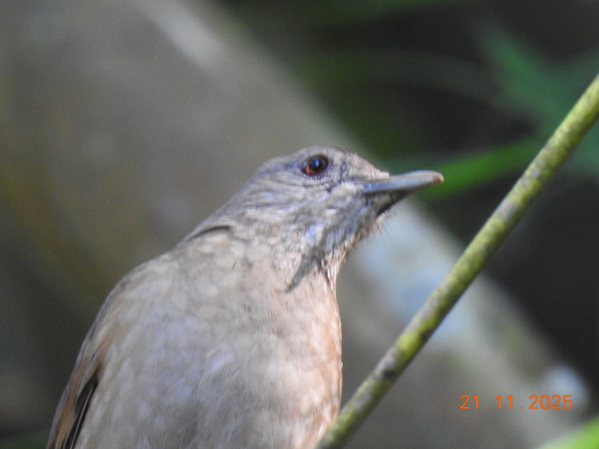 Pale-breasted Thrush - ML645605757