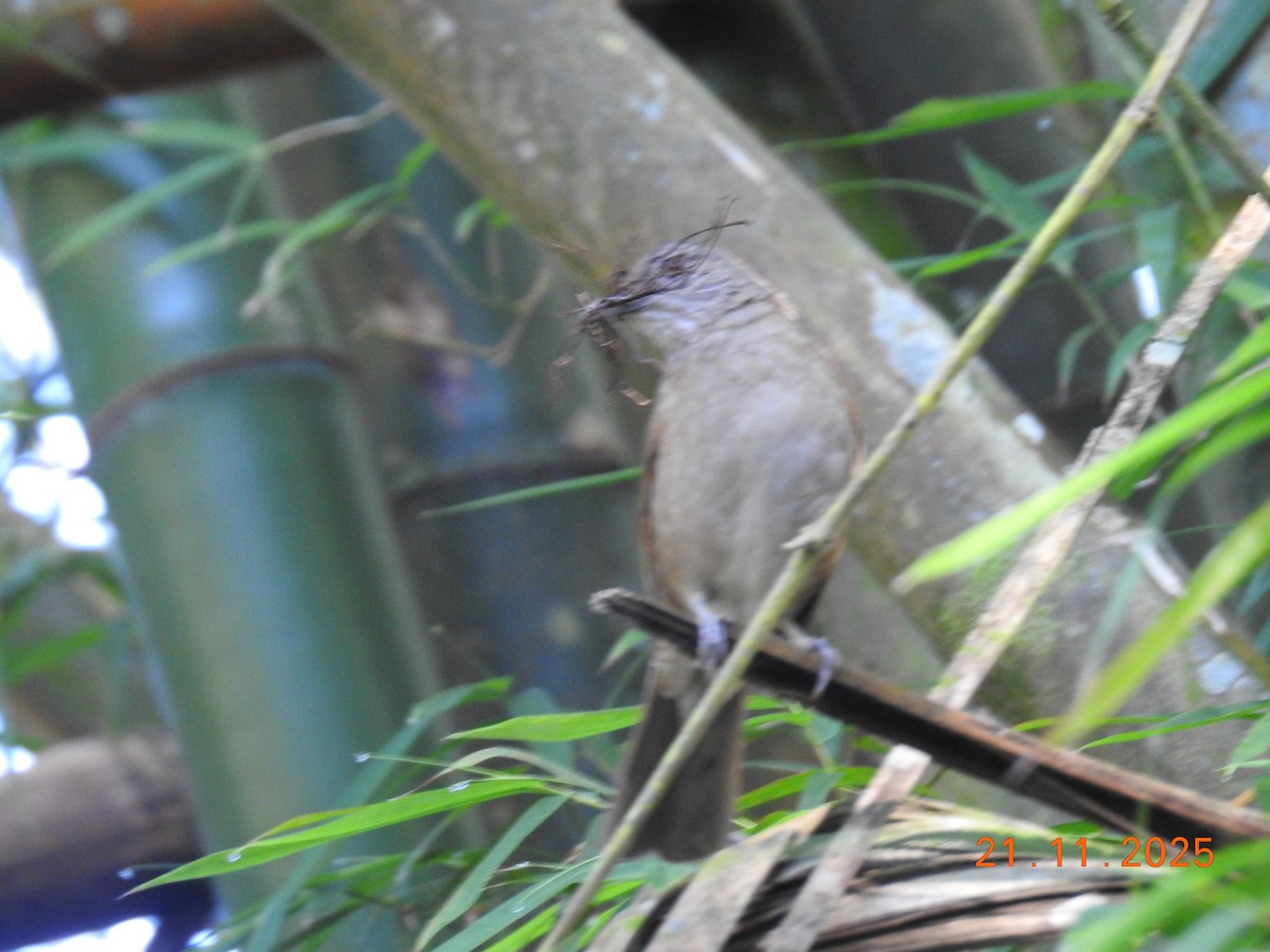 Pale-breasted Thrush - ML645605758