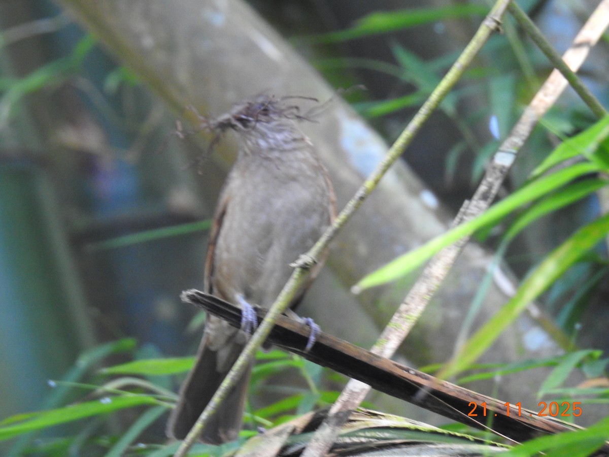 Pale-breasted Thrush - ML645605759