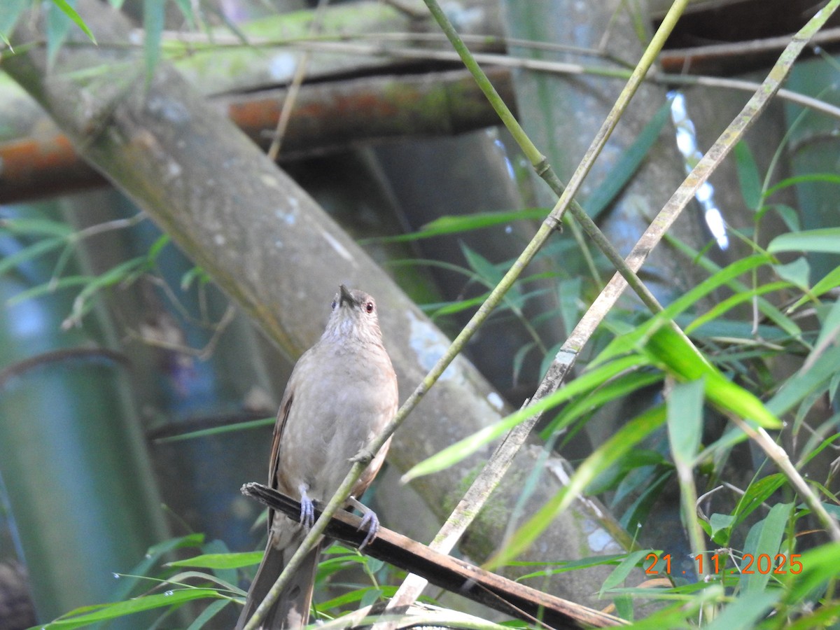Pale-breasted Thrush - ML645605760