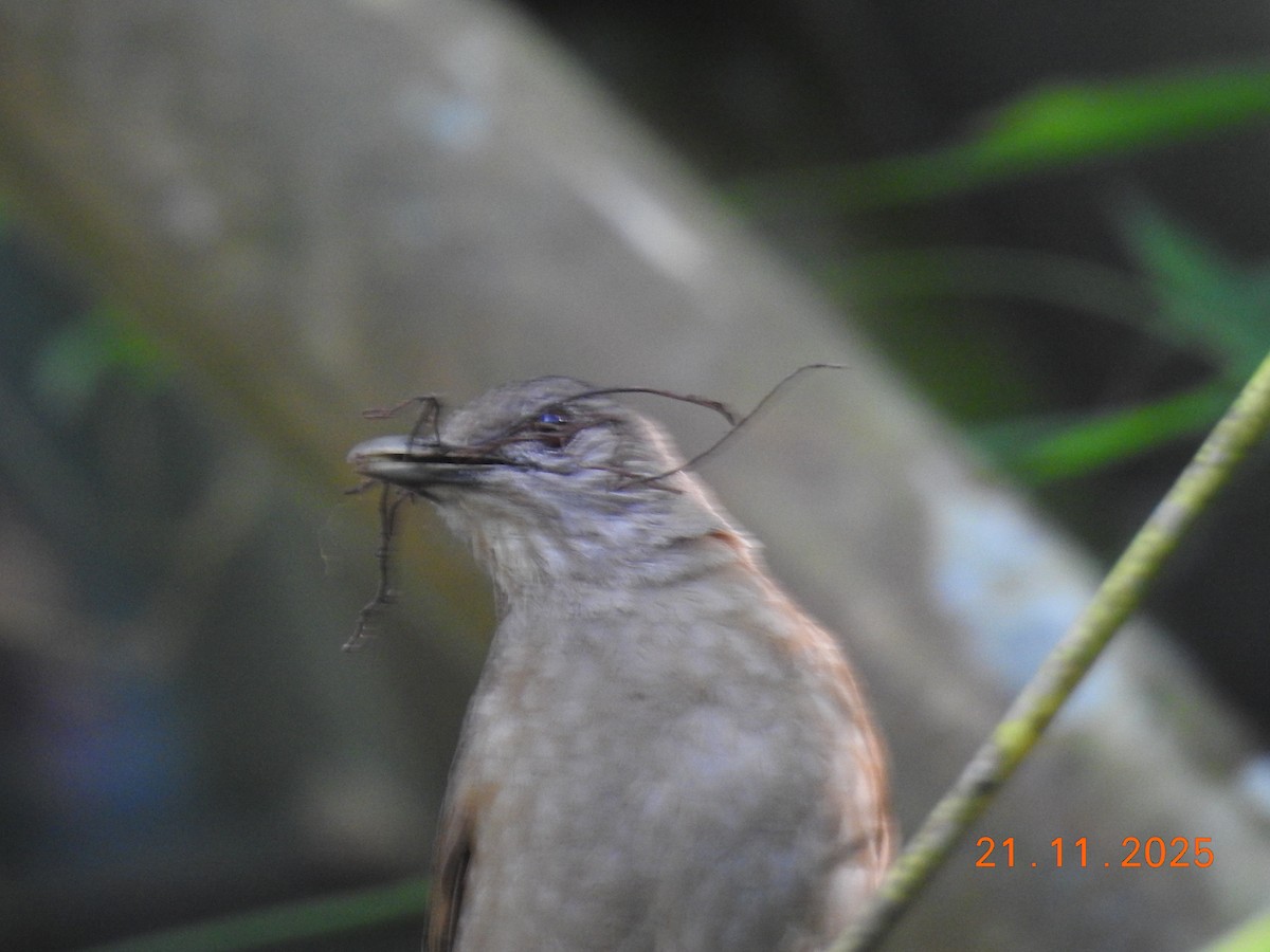 Pale-breasted Thrush - ML645605761