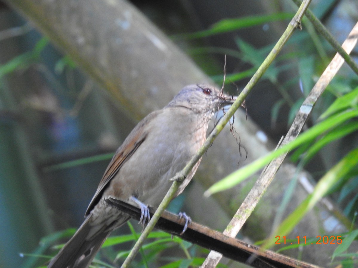 Pale-breasted Thrush - ML645605762