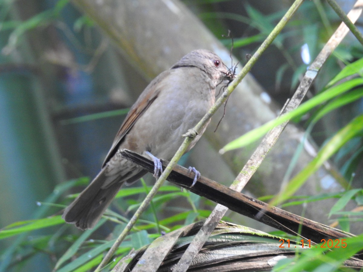 Pale-breasted Thrush - ML645605763