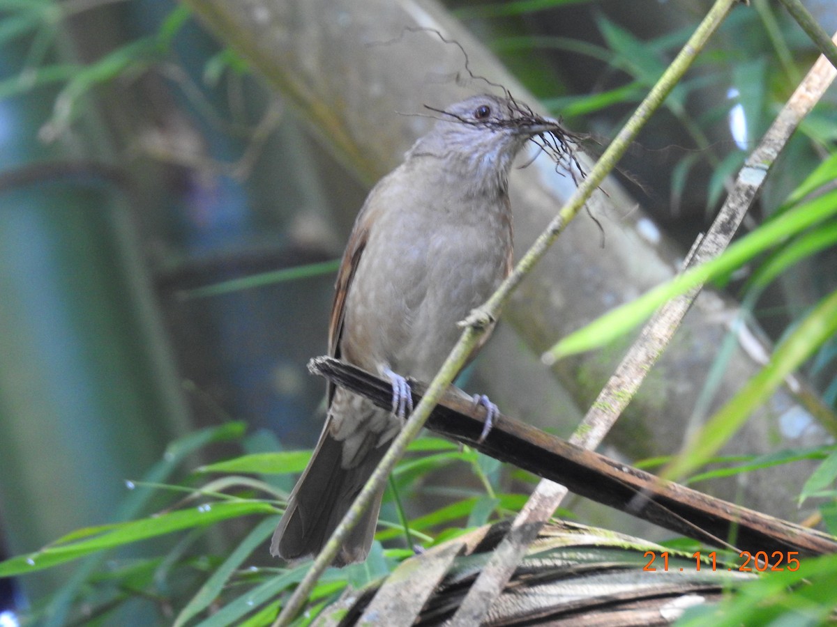 Pale-breasted Thrush - ML645605764