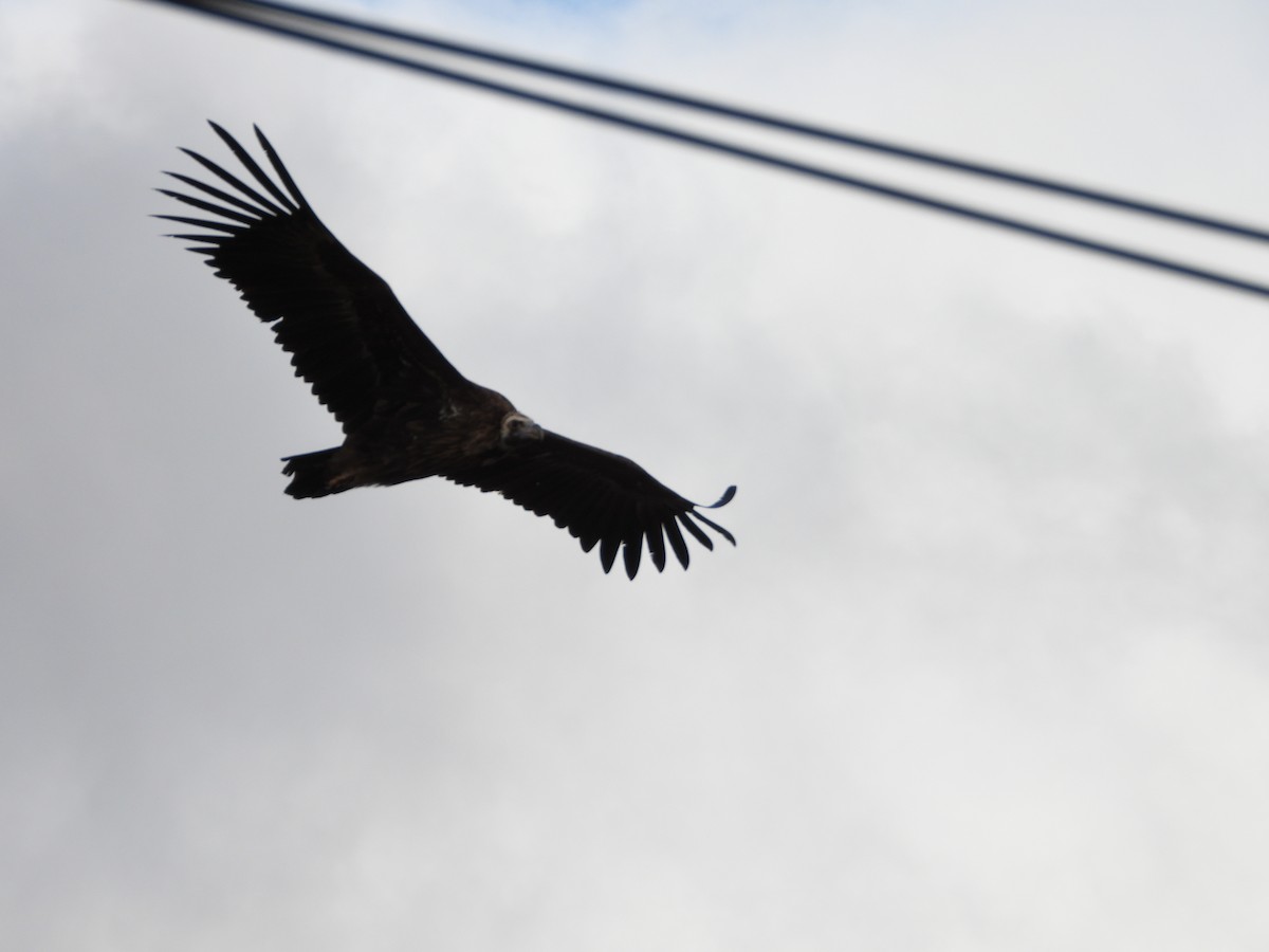 Sai beltza - ML645605768