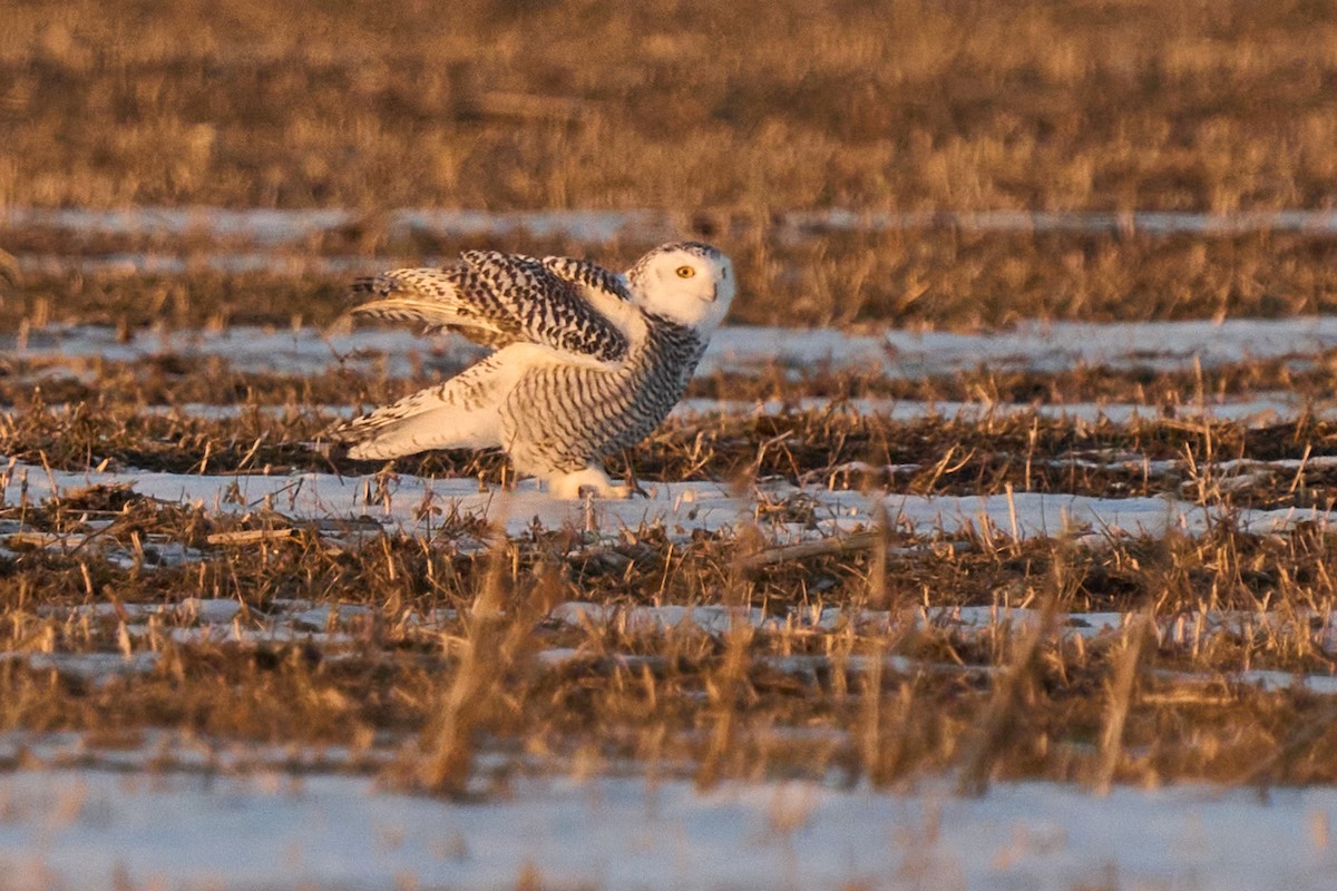 Snowy Owl - ML645605771