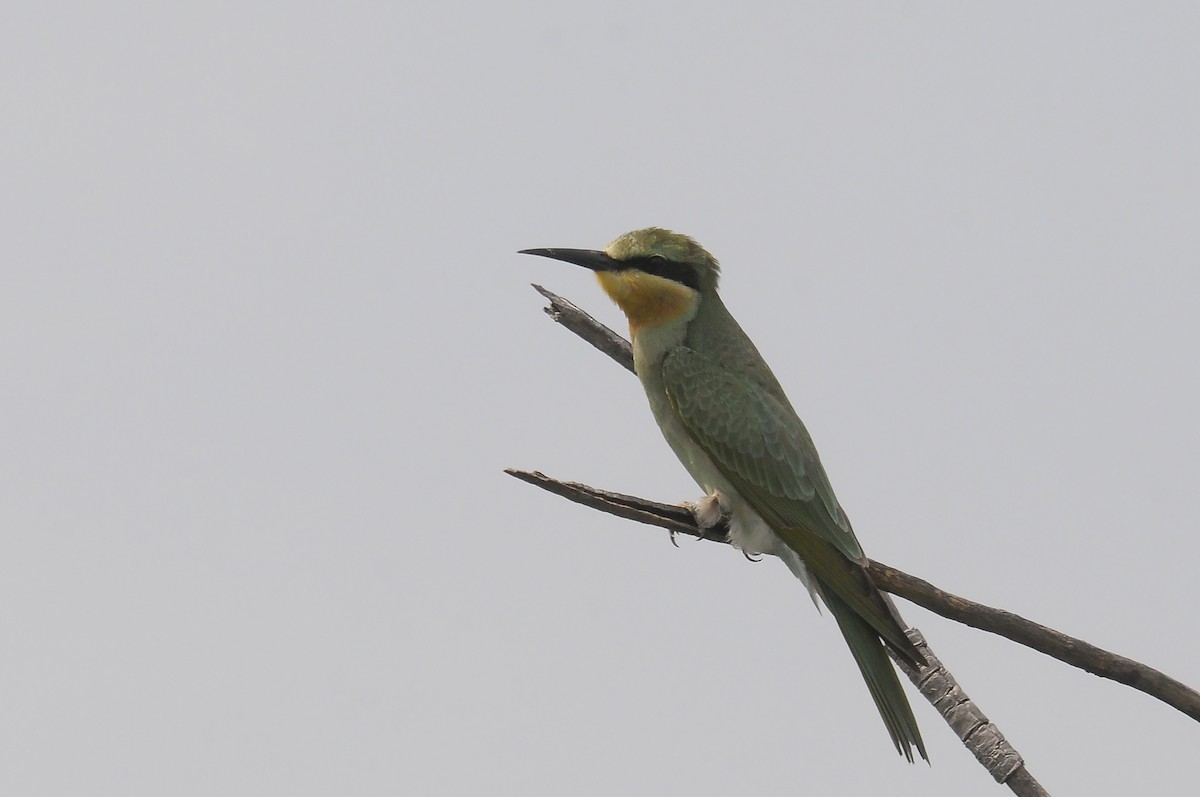 Blue-cheeked Bee-eater - ML645605789