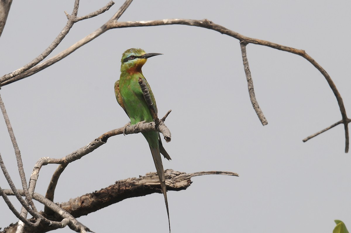 Blue-cheeked Bee-eater - ML645605792
