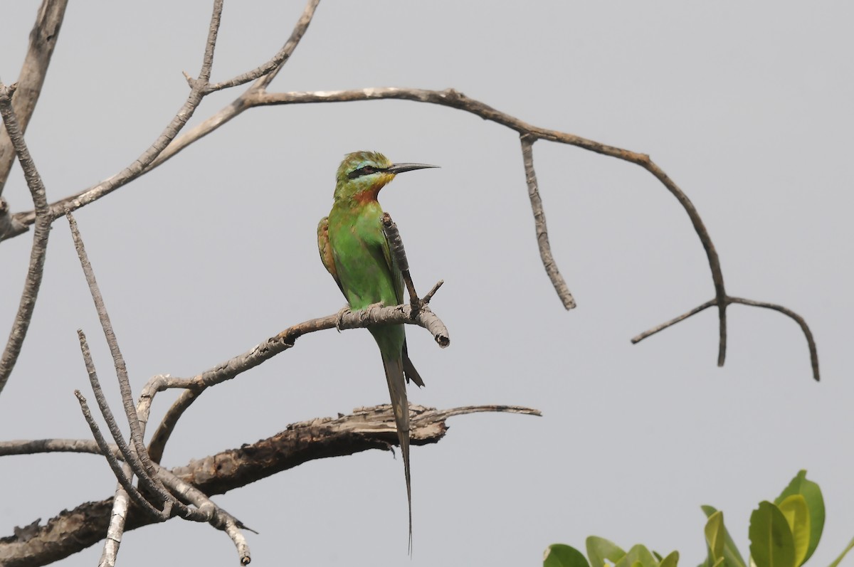 Blue-cheeked Bee-eater - ML645605798