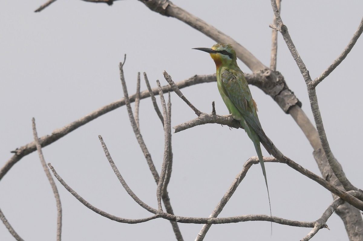 Blue-cheeked Bee-eater - ML645605800