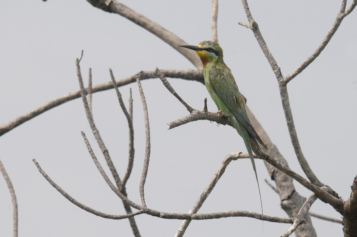 Blue-cheeked Bee-eater - ML645605803