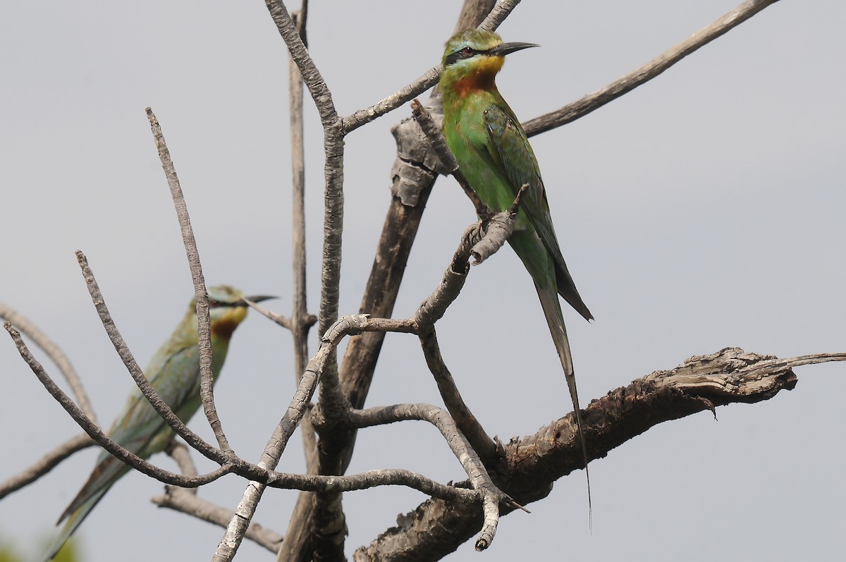 Blue-cheeked Bee-eater - ML645605805