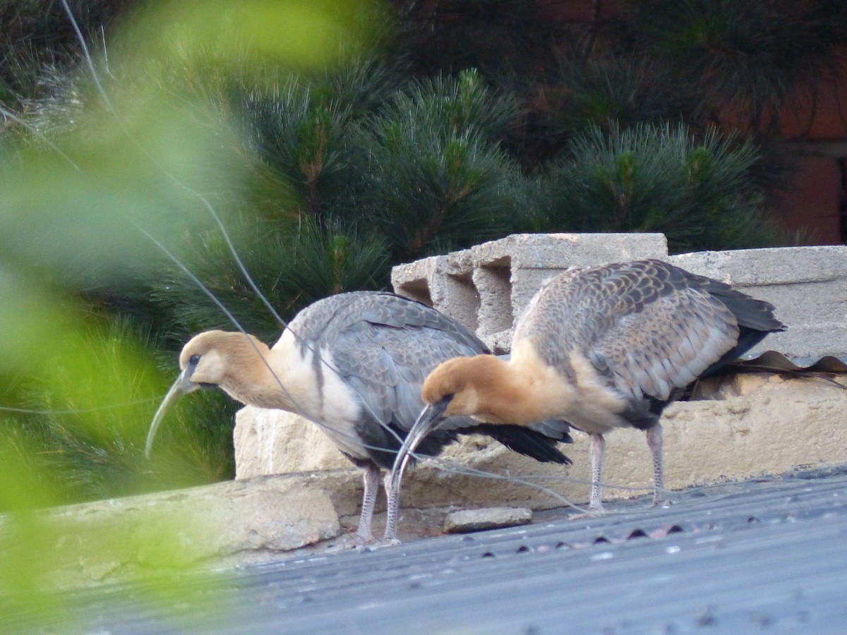 Bandurria Austral - ML645605839