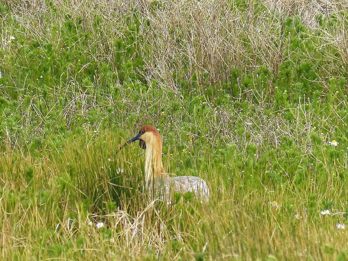 Bandurria Austral - ML645605843