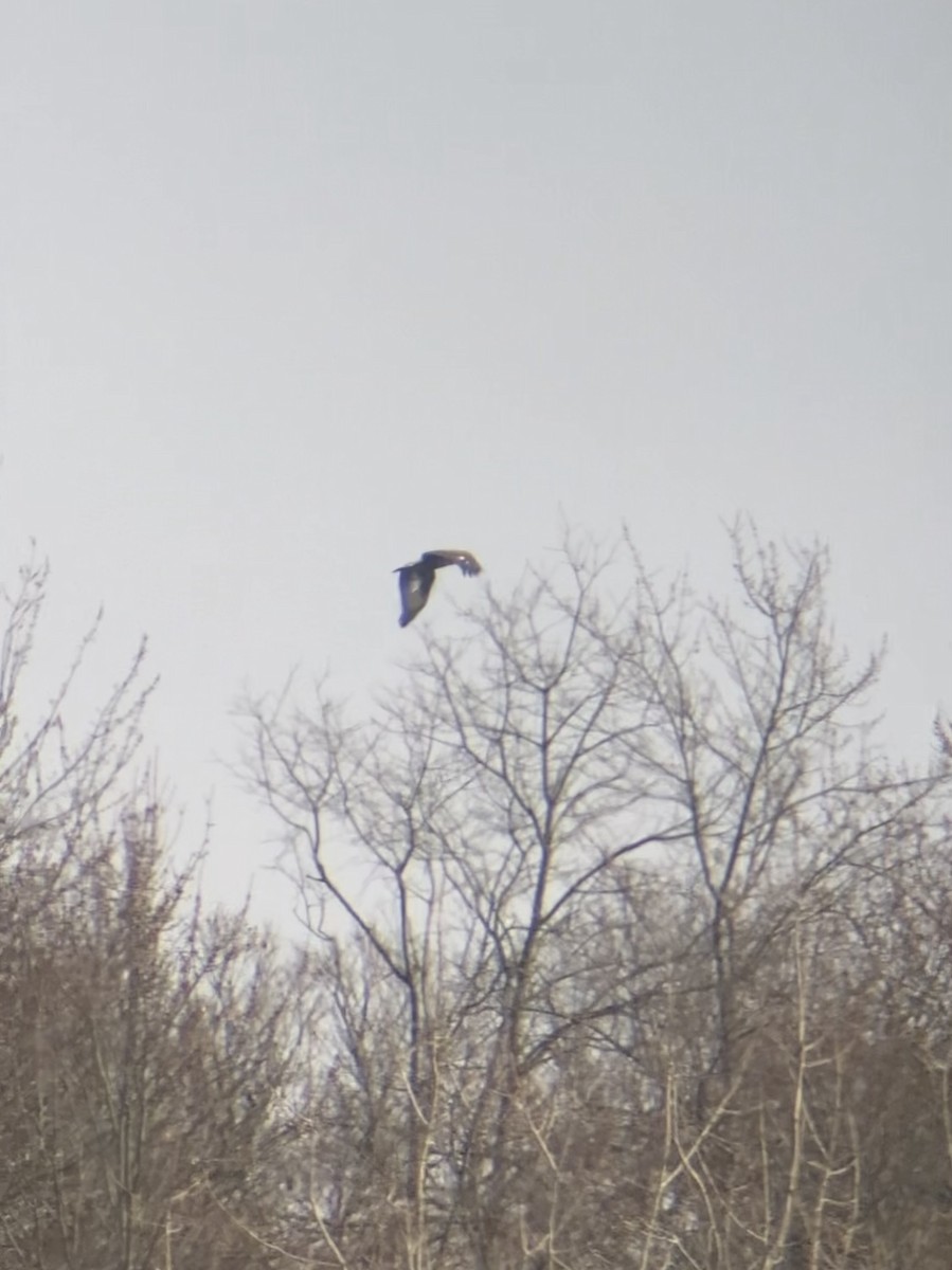 Águila Real - ML645605860