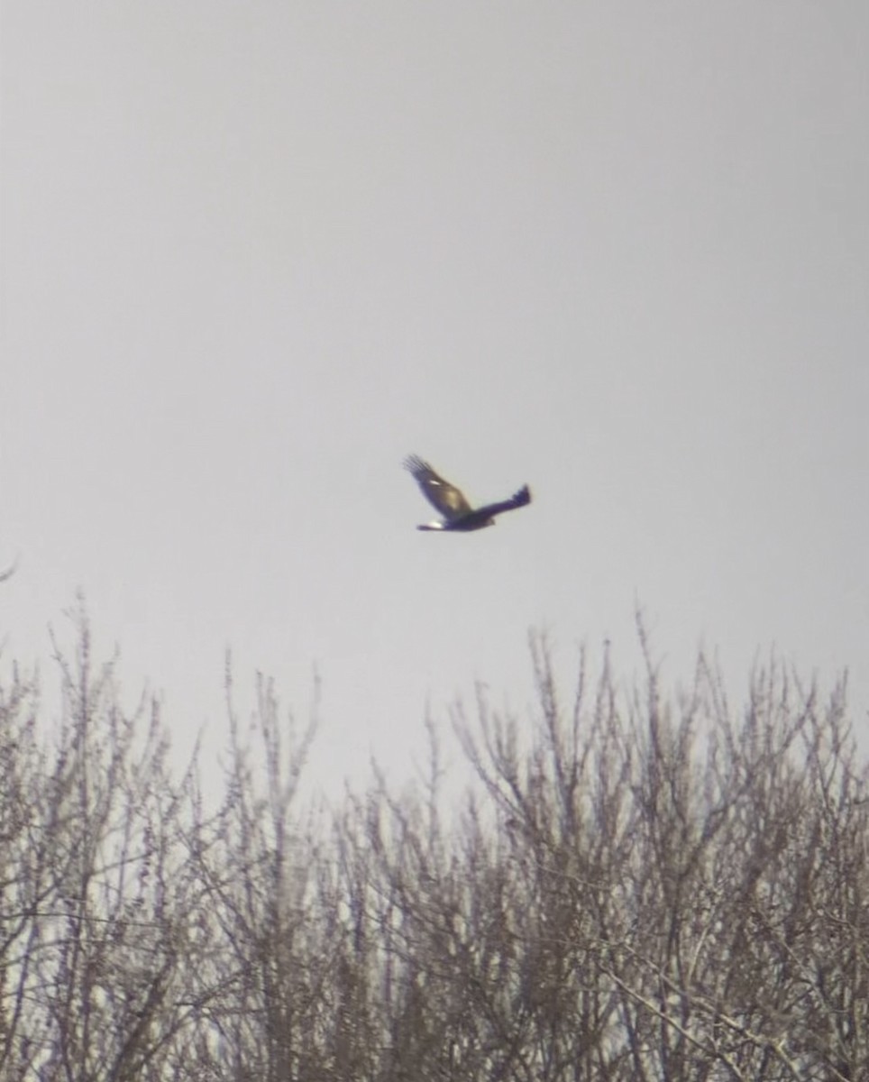 Águila Real - ML645605861