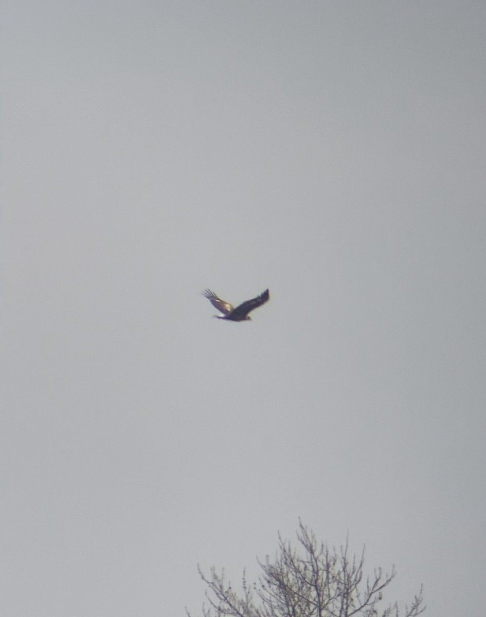 Águila Real - ML645605862