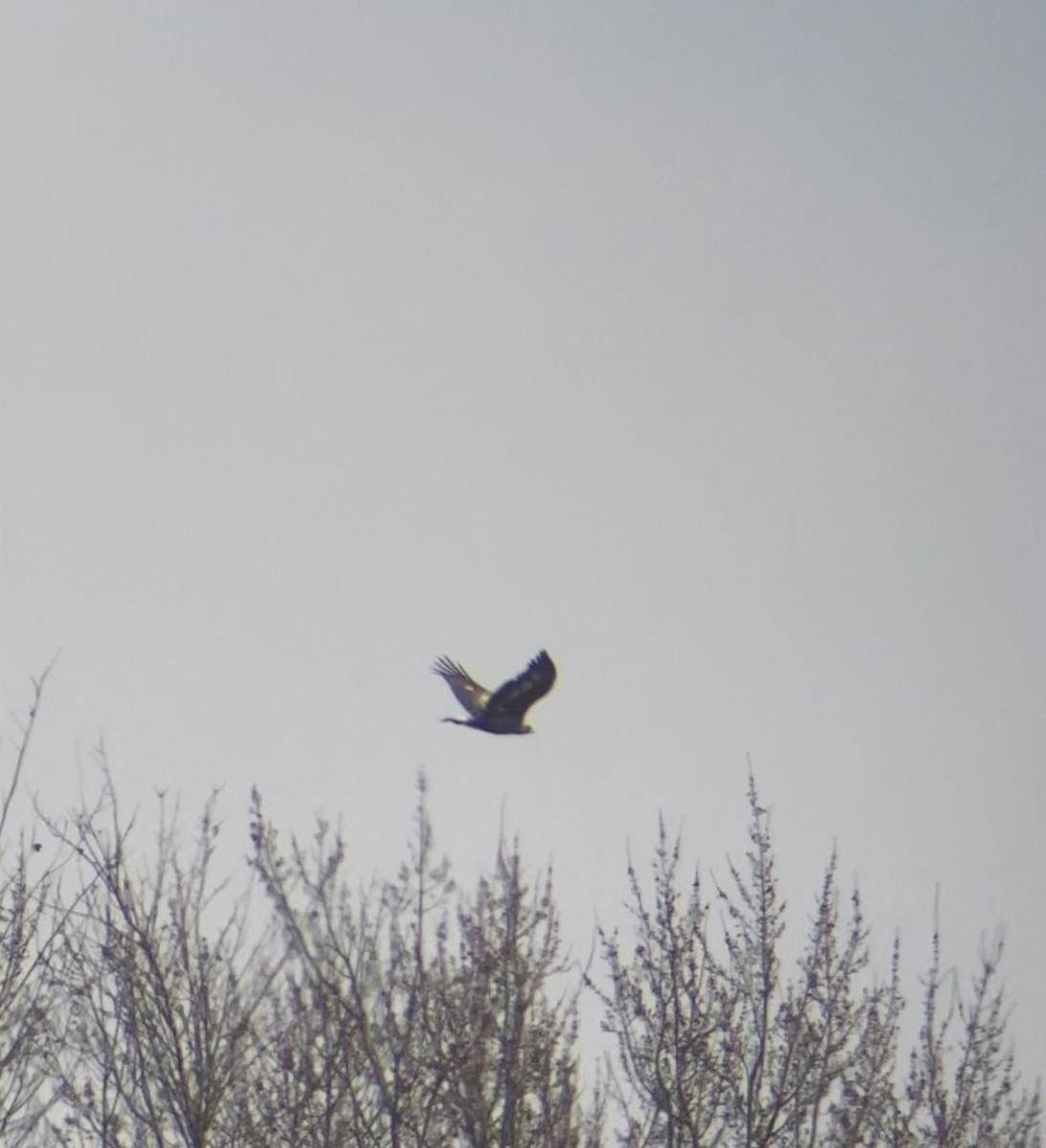 Águila Real - ML645605863