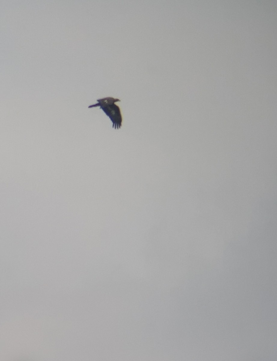 Águila Real - ML645605864