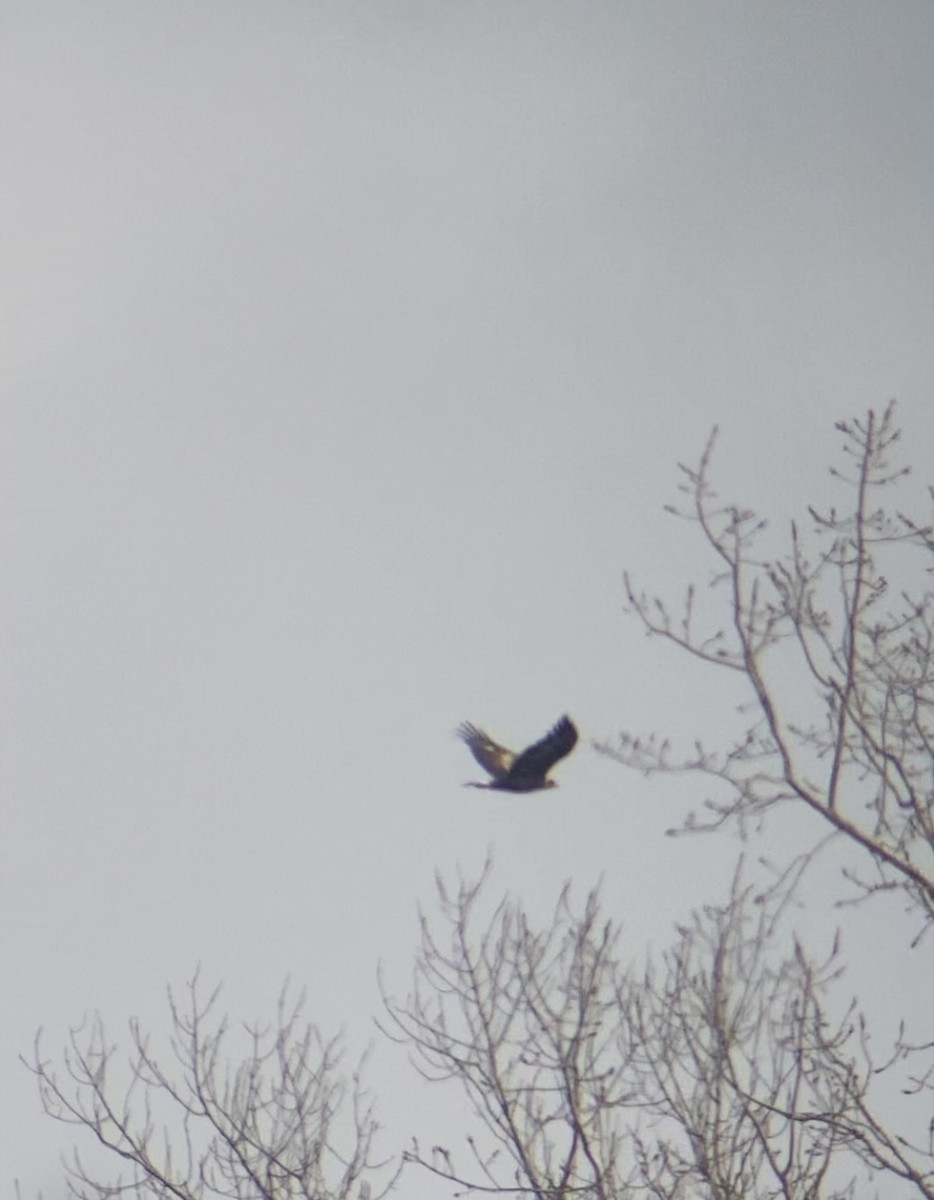 Águila Real - ML645605865