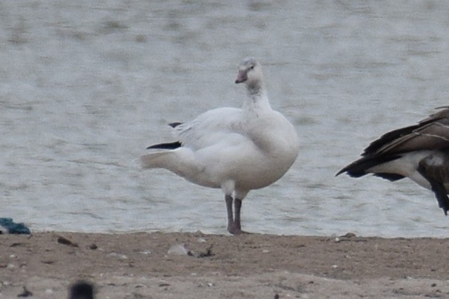Ross's Goose - ML645605881