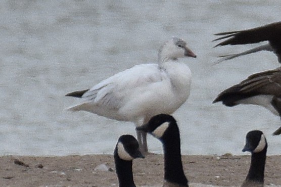 Ross's Goose - ML645605882