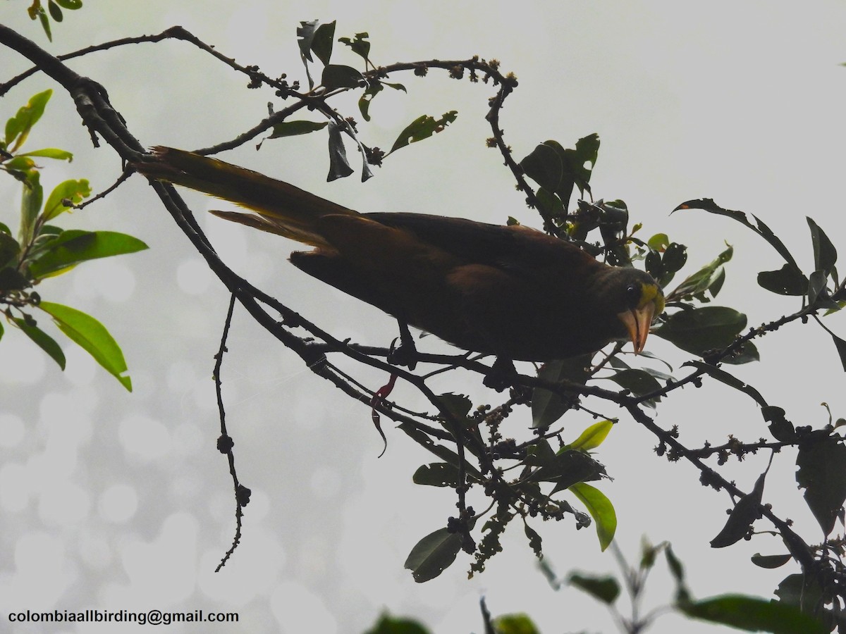 Russet-backed Oropendola - ML645605890