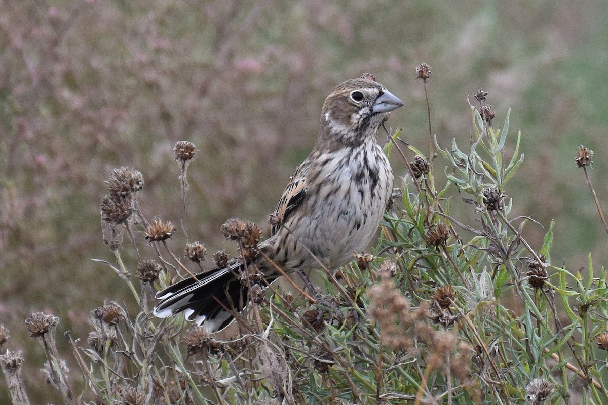 Prärieammer - ML645605891