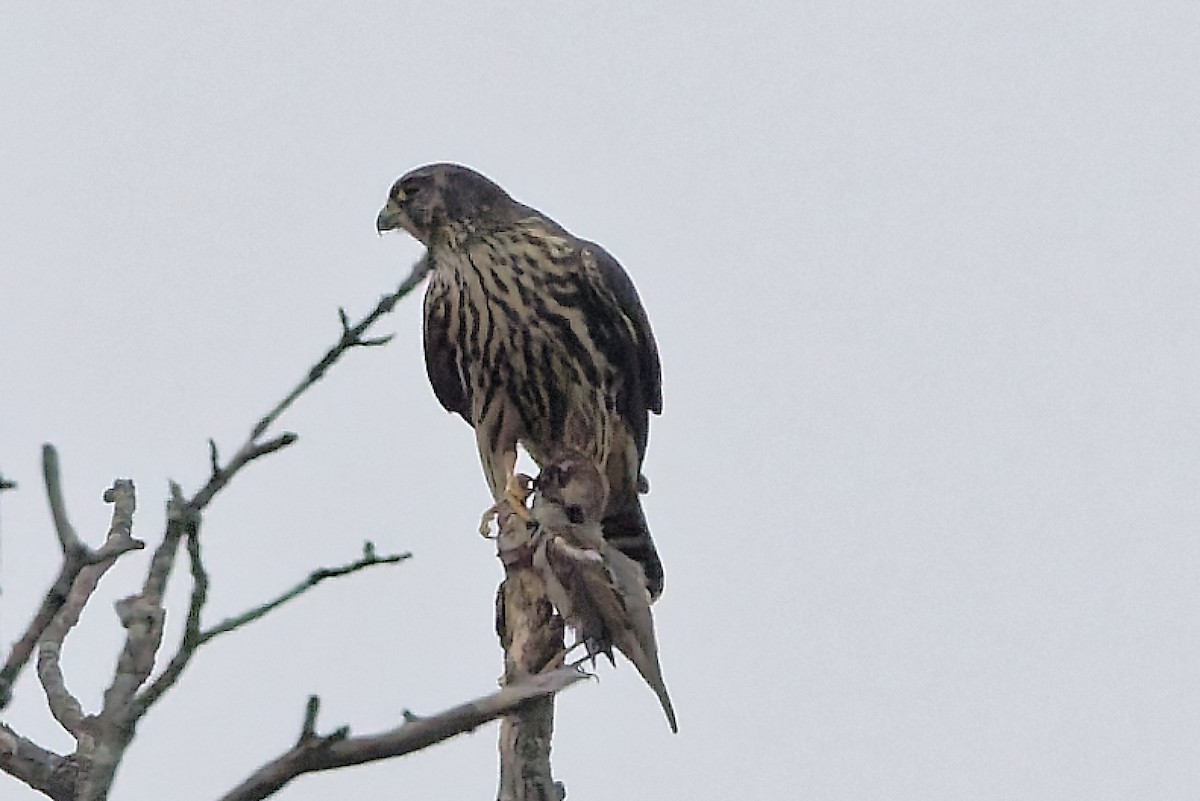 Merlin - ML645605895