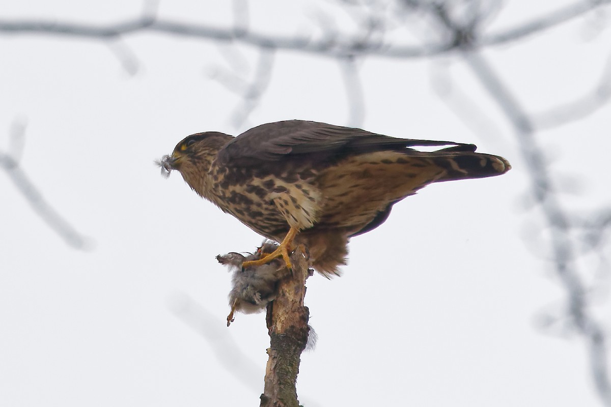 Merlin - ML645605896