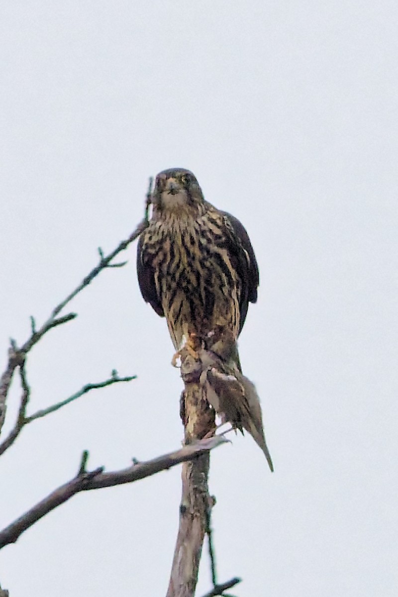 Merlin - ML645605897