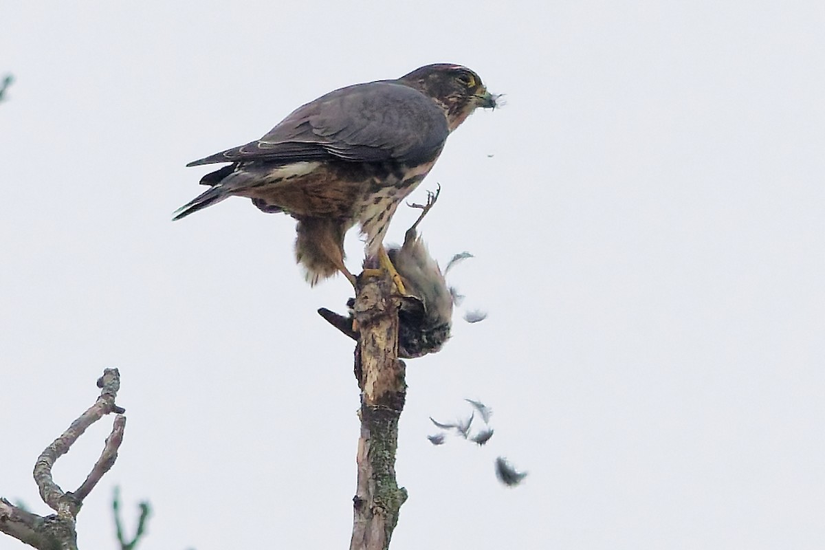 Merlin - ML645605898