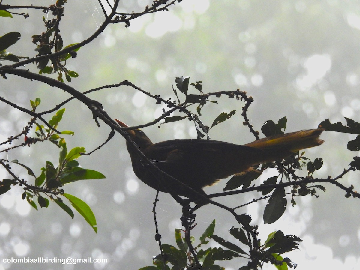 Russet-backed Oropendola - ML645605899