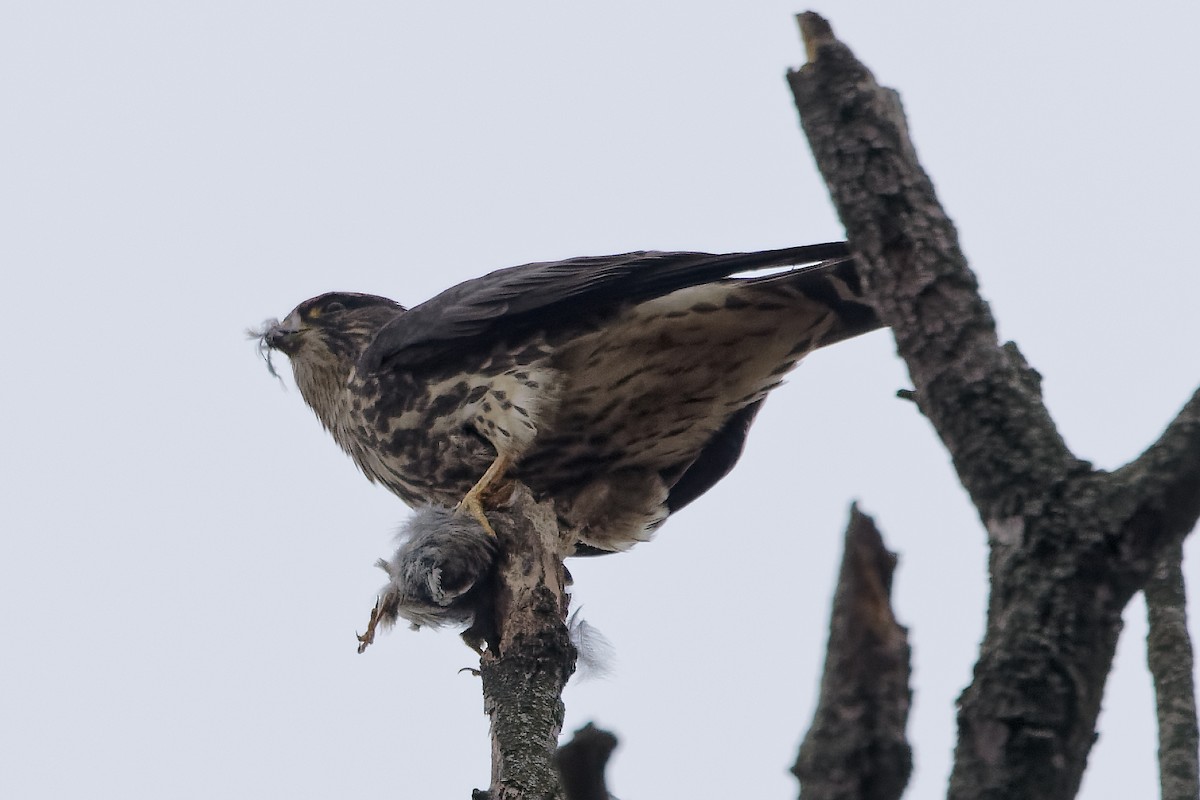 Merlin - ML645605900