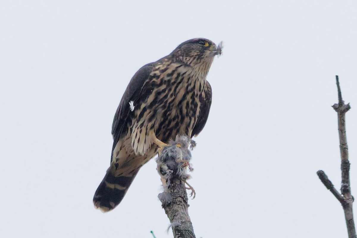 Merlin - ML645605901