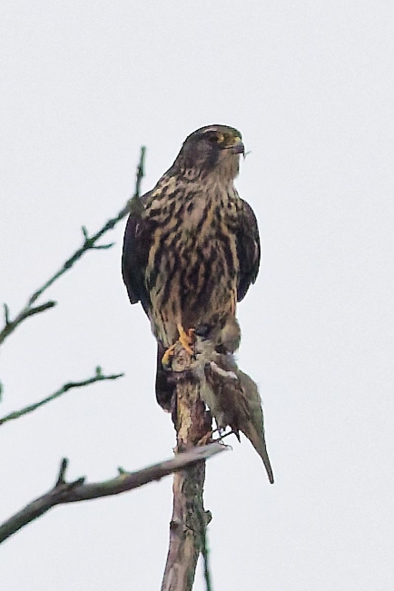 Merlin - ML645605902