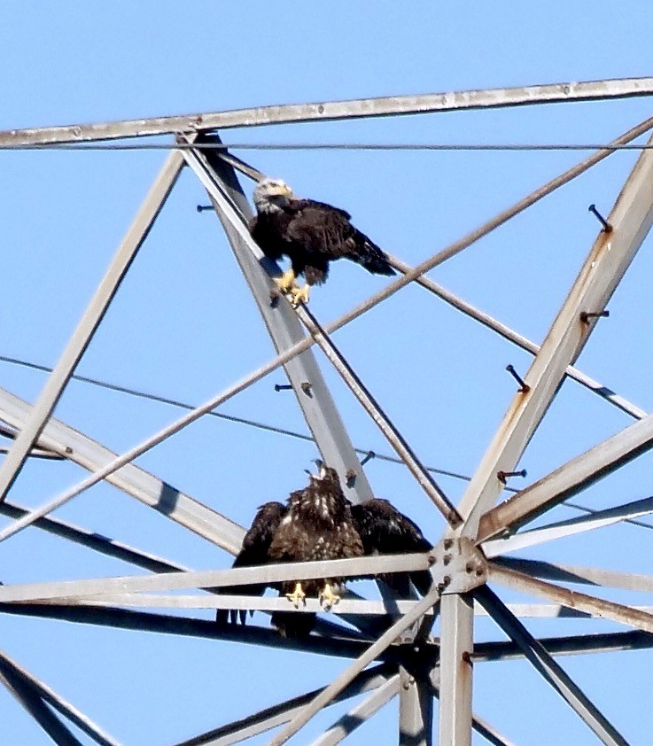 Bald Eagle - ML645605903